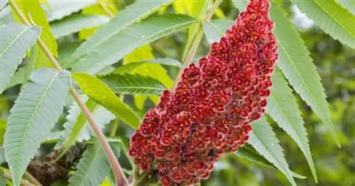 Плоды уксуса: токсичные или съедобные?