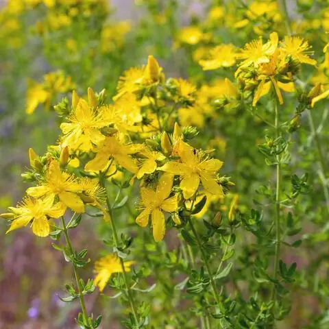 Йоханнис травы