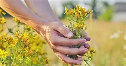 Зверобой как лекарственное растение: применение и действие