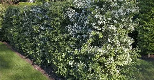 Живая изгородь из боярышника: советы по посадке и уходу за ней