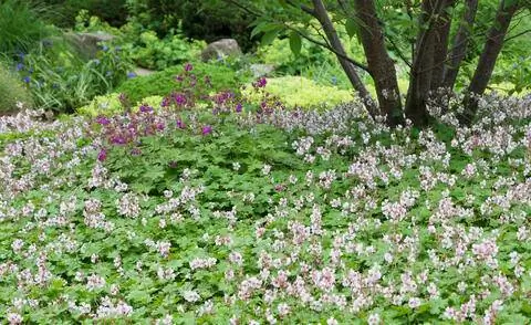 Балканская герань сорт 'Чакор'