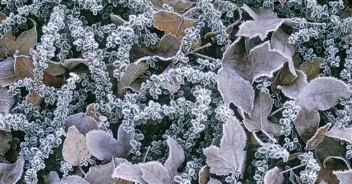 Выносливые почвопокровные: лучшие виды