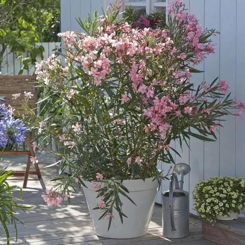 Олеандр любит место под палящим солнцем