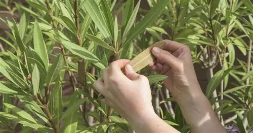 У вашего олеандра желтые листья? Вот и все