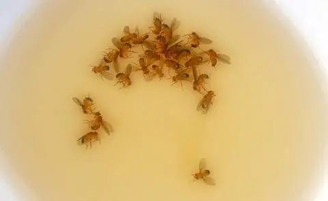 ловушка для плодовых мух