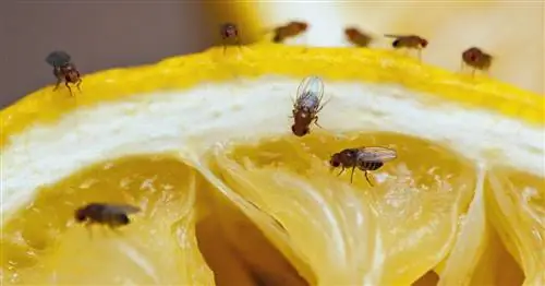 Как сделать ловушку для плодовых мух своими руками