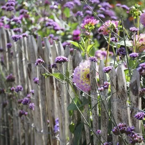 Садовая ограда с георгинами и патагонской вербеной