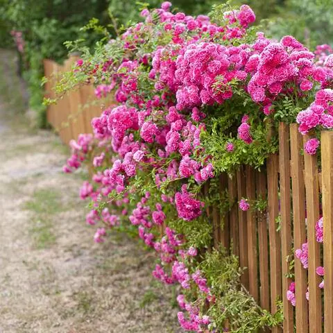 Садовый забор, засаженный рамблерной розой