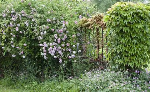 Садовый забор, засаженный виноградной лозой и плетистой розой