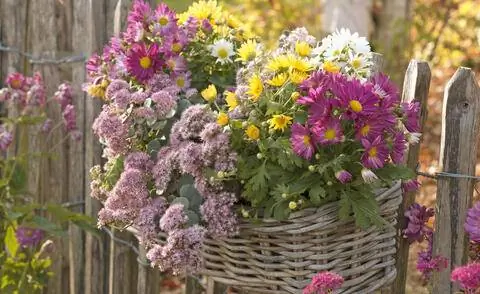 Корзина с растениями на садовом заборе