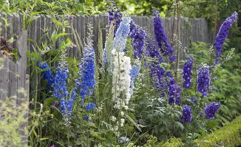 Живокость скрывает садовый забор