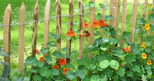 Посадка садового забора: 7 красивых идей