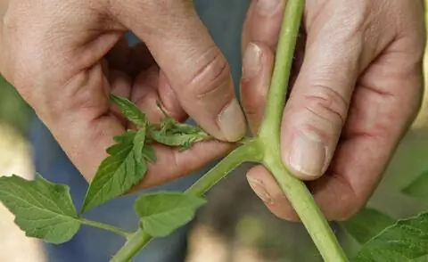 Вырезать помидоры