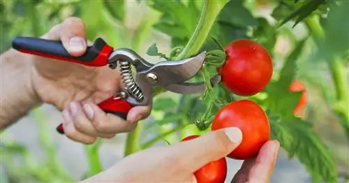 Нарезка помидоров: вот как это делается правильно