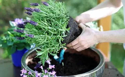 Пересаживать лаванду