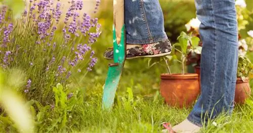 Пересадка лаванды: как это работает