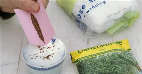 Кресс-салат: это так просто