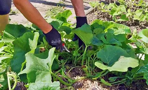 Вырезать тыквенное растение