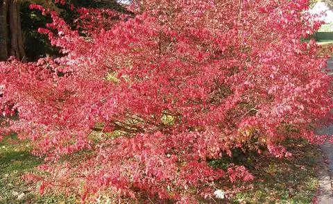 Веретено с осенними красками