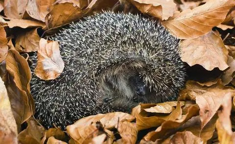 ёжик в осенних листьях