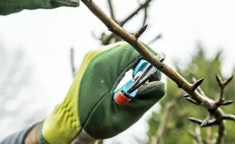 Обрезка груши