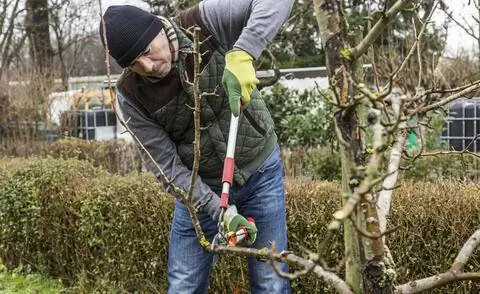 Зимняя обрезка груши