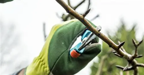 Обрезка груши: как работает срез