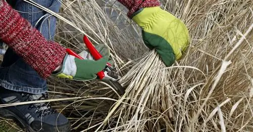 Стрижка травы пеннисетума: самые важные советы