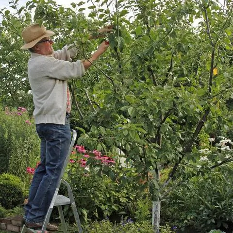 Летняя обрезка сливы