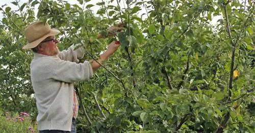 Обрезка сливы: как обрезать