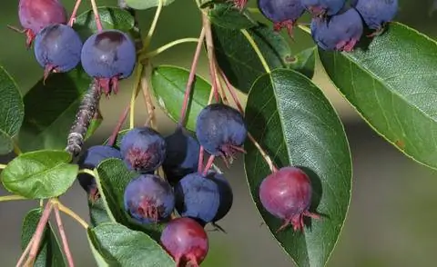 Плоды груши