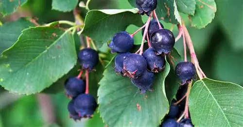 Груша: съедобны ли плоды?