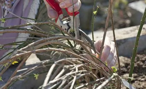 Срезанный зимний жасмин (Jasminum nudiflorum).