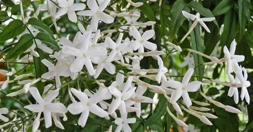 Обрезать жасмин: Как обрезать