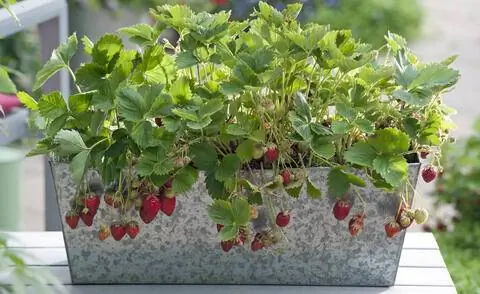 ежемесячная клубника