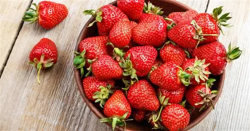 Сезон клубники: время сладких фруктов