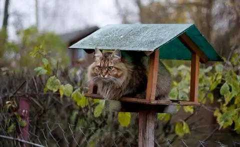Кошка в вольере