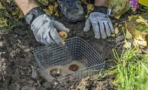 Проволочная корзина для защиты цветочных луковиц от полевок