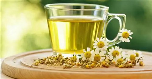 Чай из ромашки: производство, применение и эффект