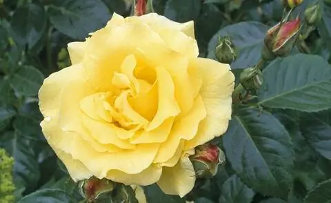 Кустовая роза 'Light Queen Lucia'