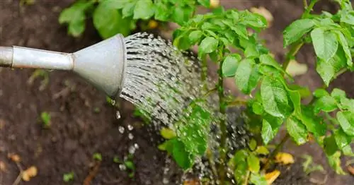 Полив картофеля: Сколько воды нужно клубням?