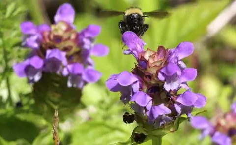 Завирушка (Prunella vulgaris)