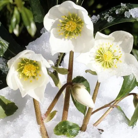 Рождественская роза (Helleborus niger)