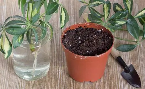 Черенки шеффлеры в стакане воды