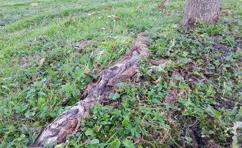 Корни плоских деревьев