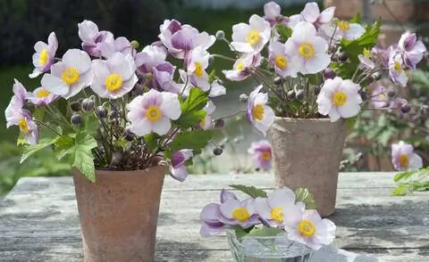 Букет из Anemone hupehensis 'Septembercharme'