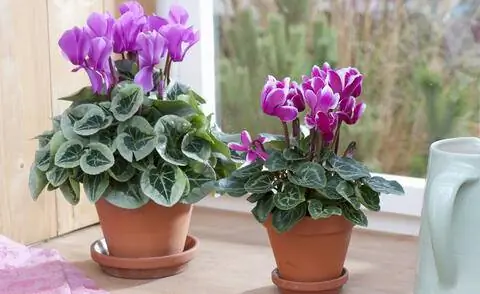Цикламен персикум (Cyclamen persicum)