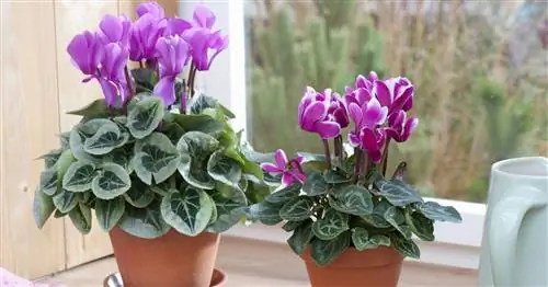 Уход за цикламеном: 3 самые большие ошибки