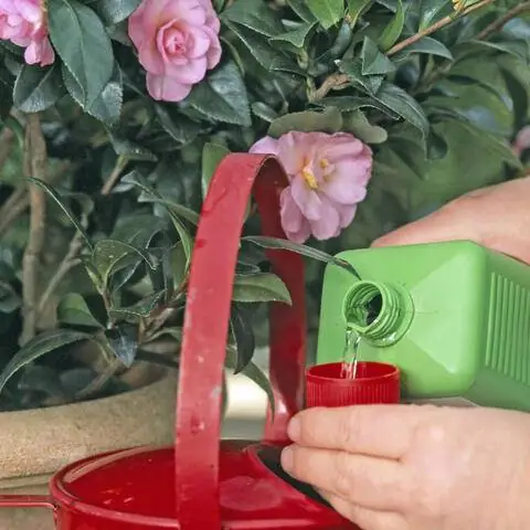 Удобрять камелию