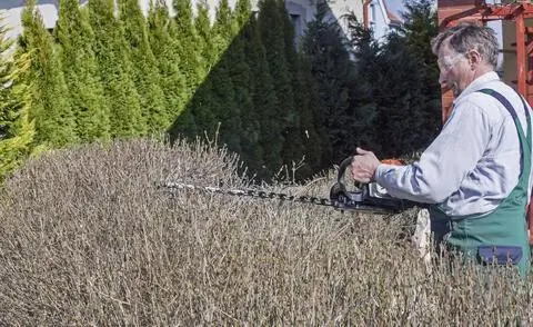 Обрезка живой изгороди в конце зимы